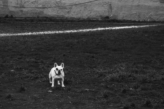 Dog and line