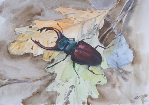 Deer beetle by Elena Sanina