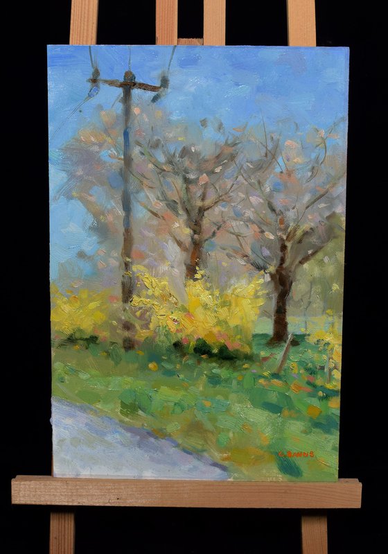 Impressionism Forsythia Spring Bloom by the Roadside