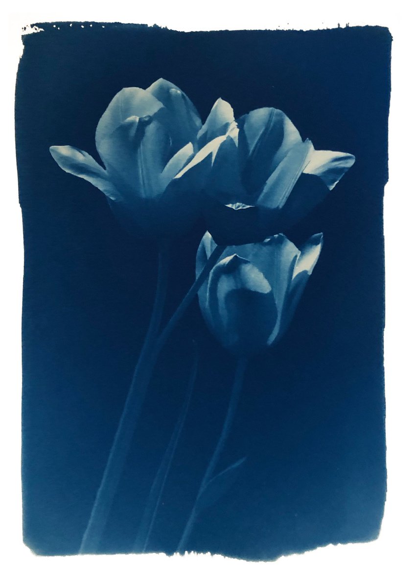 Organic Botanical Giclee Print By Ellie Dunlop, 8 X 12, Tulips, Original Artwork