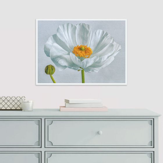 Blooming buttercu