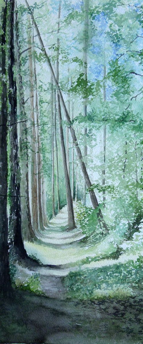 A walk amongst the pines. by Diana Dabinett