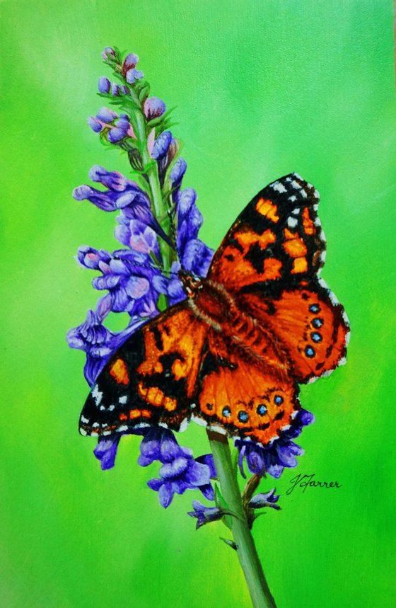 Painted Lady on Purple Toadflax 5x7.5inch