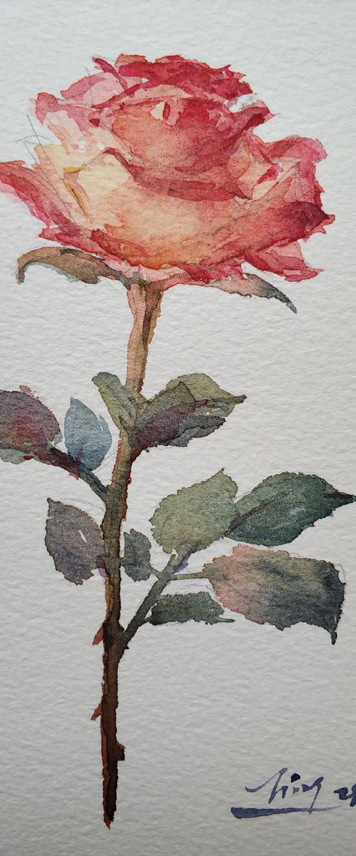 Rose 9 by Jing Chen