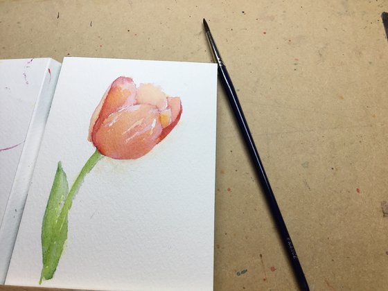 Red tulip