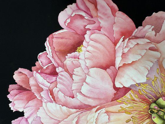Whispering Peonies