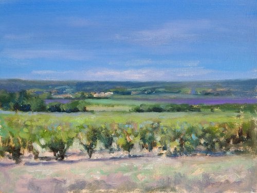 Vineyards and Lavender in the Luberon by Pascal Giroud