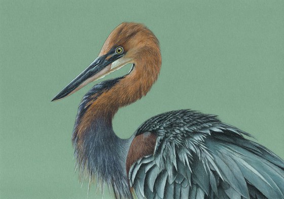 Original pastel drawing bird "Goliath Heron"