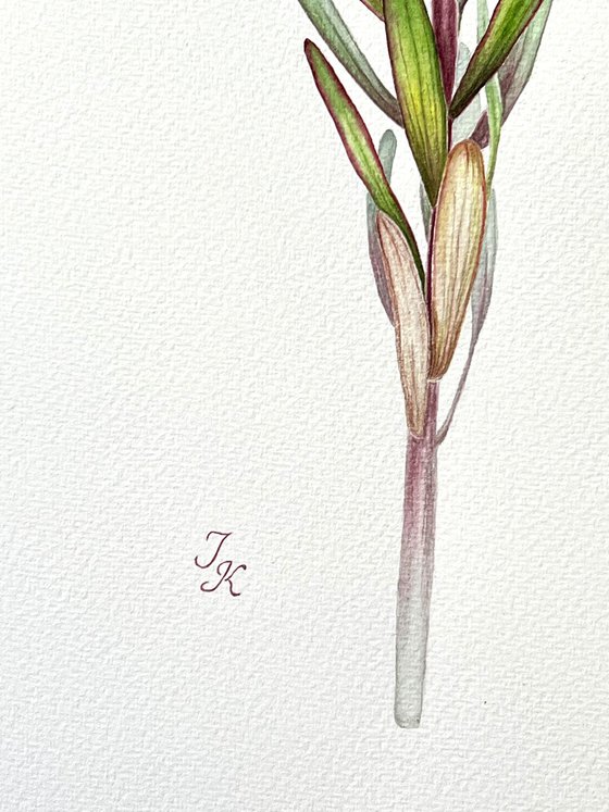 Leucadendron