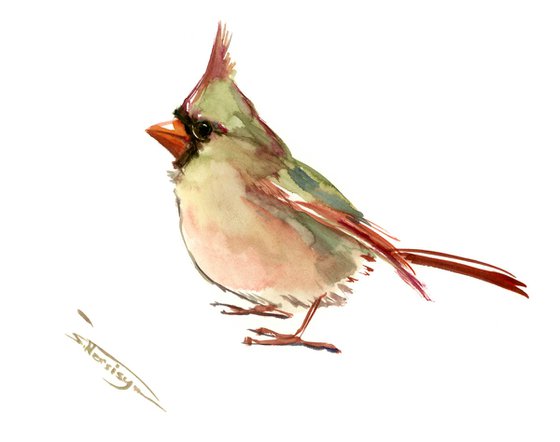 female cardinal drawing