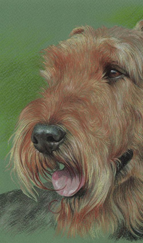 Pastel portrait of airedale terrier by Olga Tsvetkova