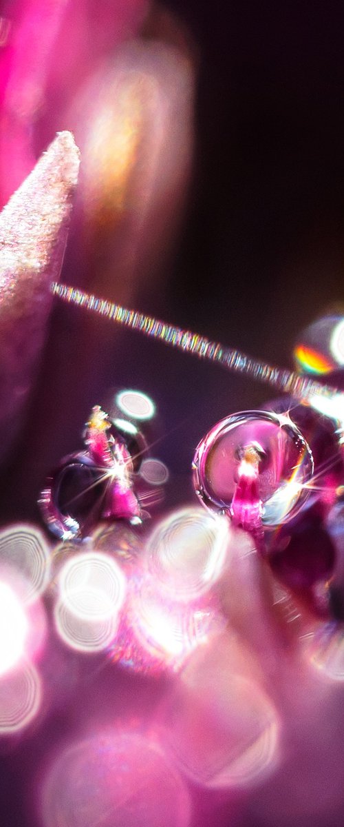 Purple Dreams - Studio Edition by Inna Etuvgi