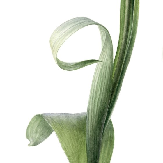 White Tulips Dialogue