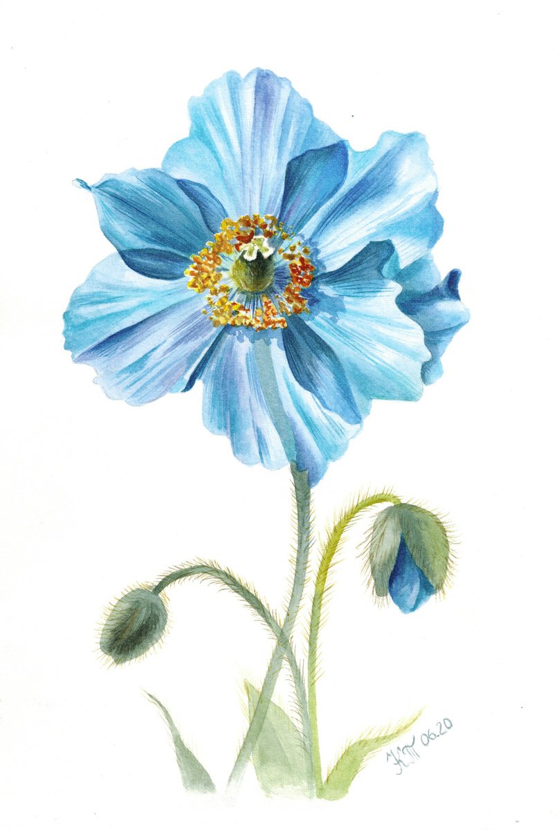 Meconopsis Himalayan blue poppy botanical watercolour painting by Ksenia Tikhomirova