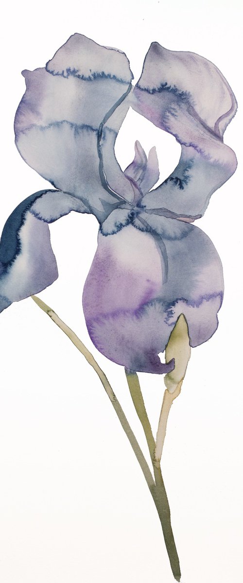 Iris No. 171 by Elizabeth Becker