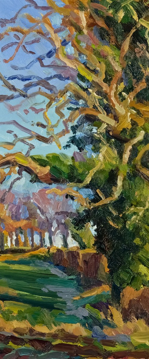Shadow of the Oak by Jeff Parker