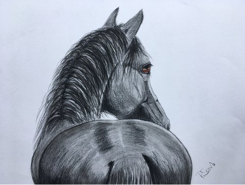 Horse by Ruth Searle