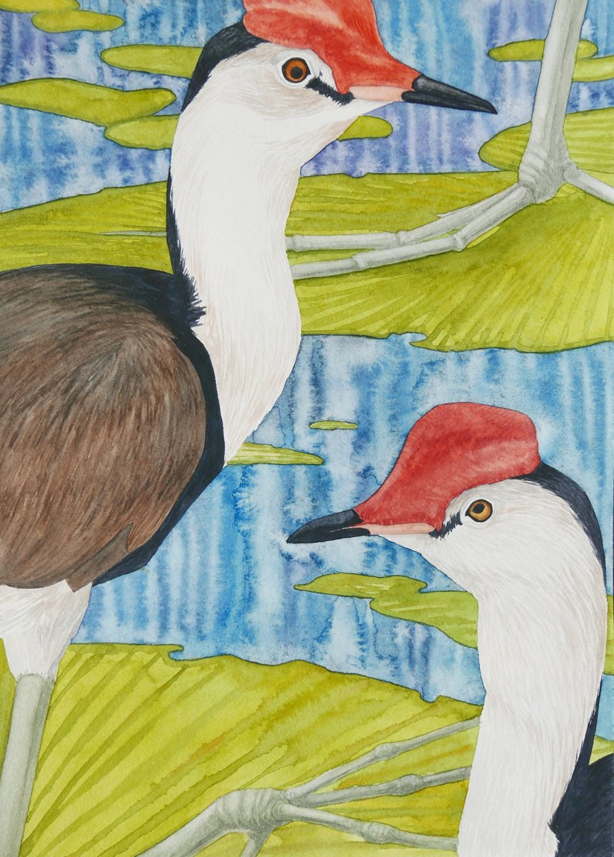 Jacana birds, part 1 by Karina Danylchuk