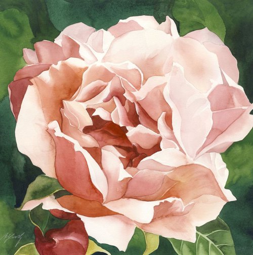 Summer rose by Alfred  Ng