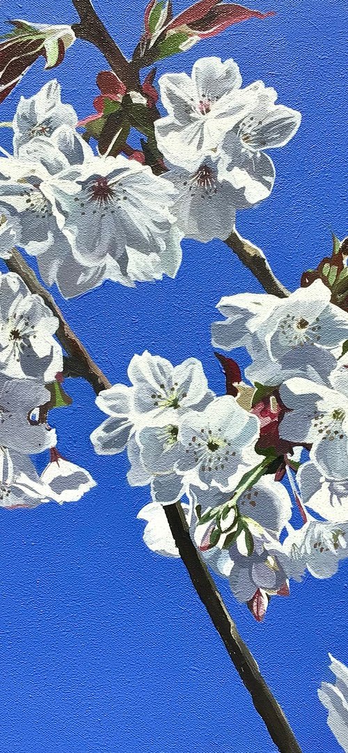 White Cherry Blossom by Joseph Lynch