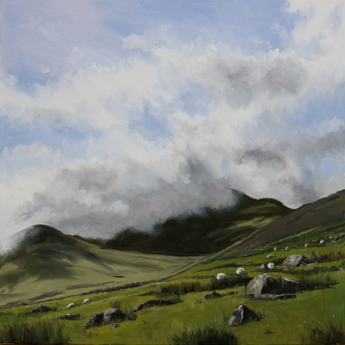 Sheep on a Snowdonia hillside by Tom Clay