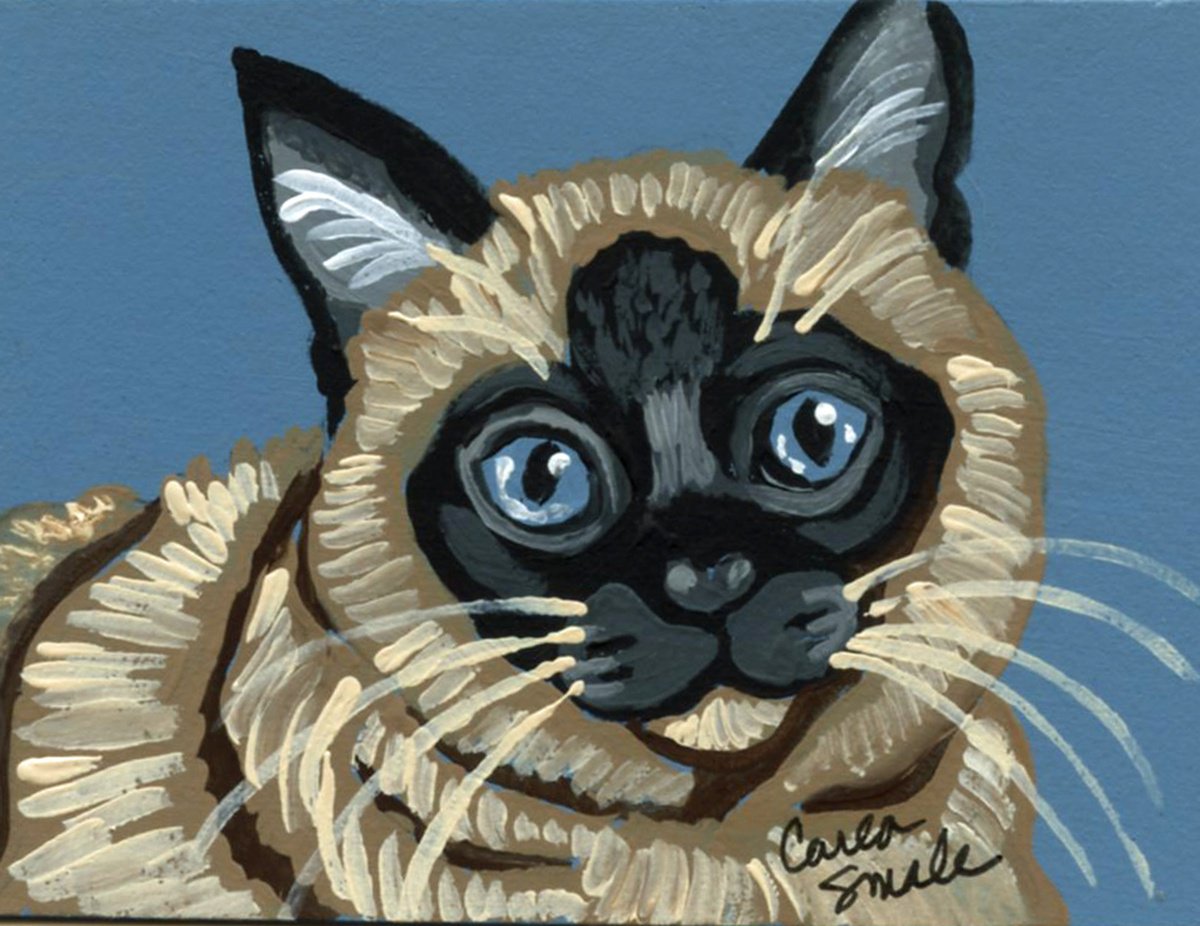 Siamese Cat by Carla Smale