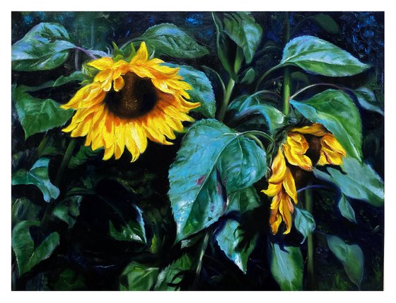 Sunflowers in shadow