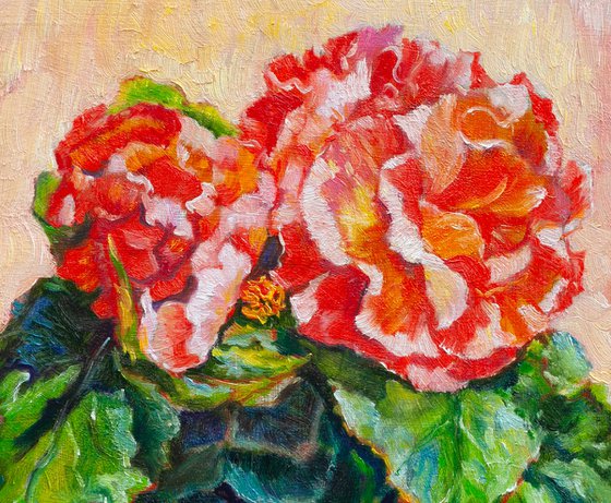 Begonia