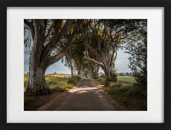 THE  FANTASTIC DARK HEDGES IV