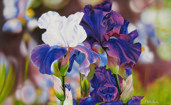 Purple and White Irises