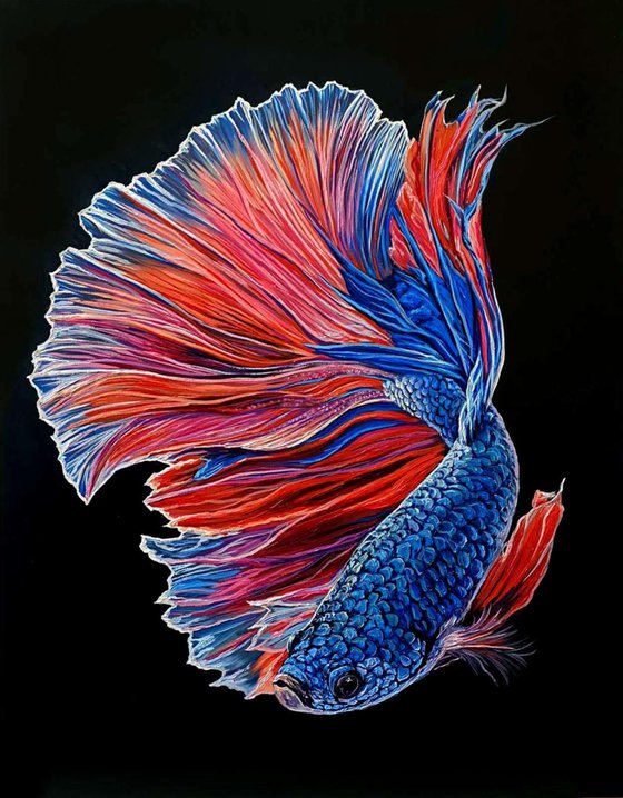 Betta fish/ Fighting fish