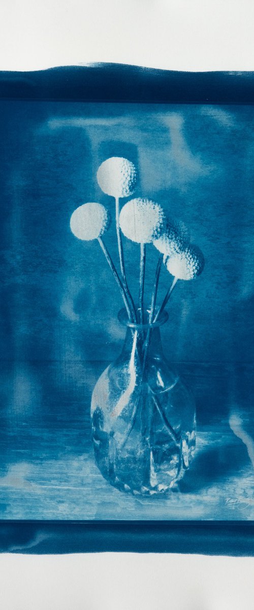 Flowerpower Cyanotype 2026 by Robbert Frank Hagens