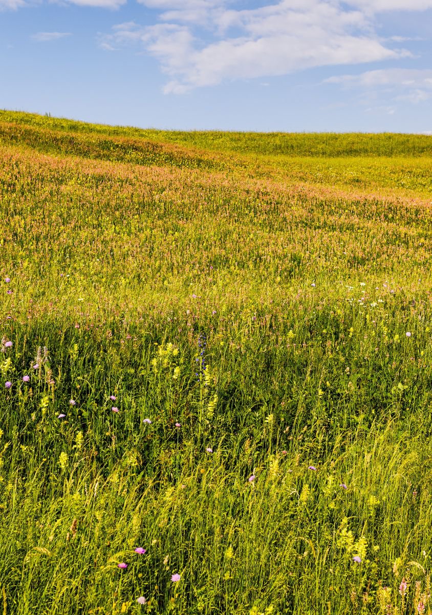 Colourful Transylvanian Meadow. (42x59cm) by Tom Hanslien