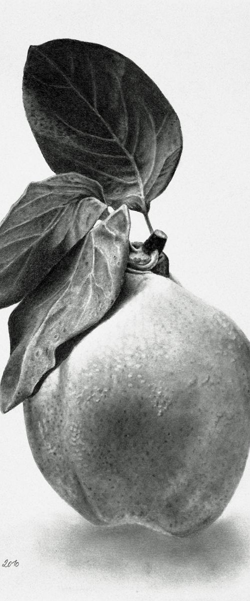 Proud Quince by Dietrich Moravec