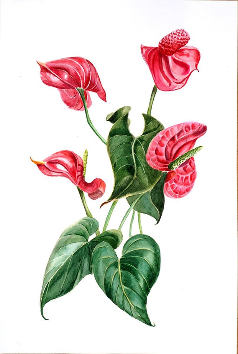 Anthurium Study original oil painting Red Flowers Floral Still Life Botanical Art 7x9