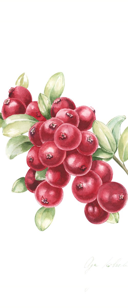 Watercolor lingonberry by Olga Koelsch