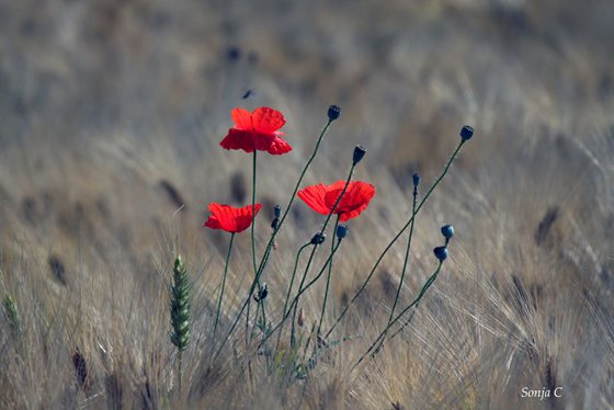 Three poppies