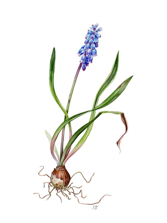 Pseudomuscari coeruleum - botanical illustration