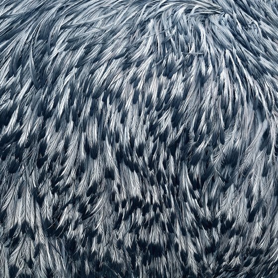 Emu Feathers