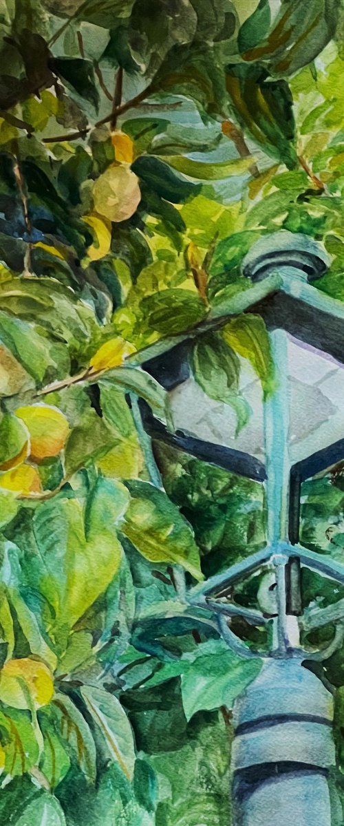 Fruit and Light by Bronwen Jones