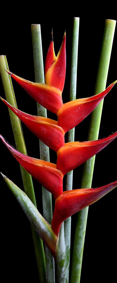 Heliconia Bihai - Macaw Flower by Nadia Culph