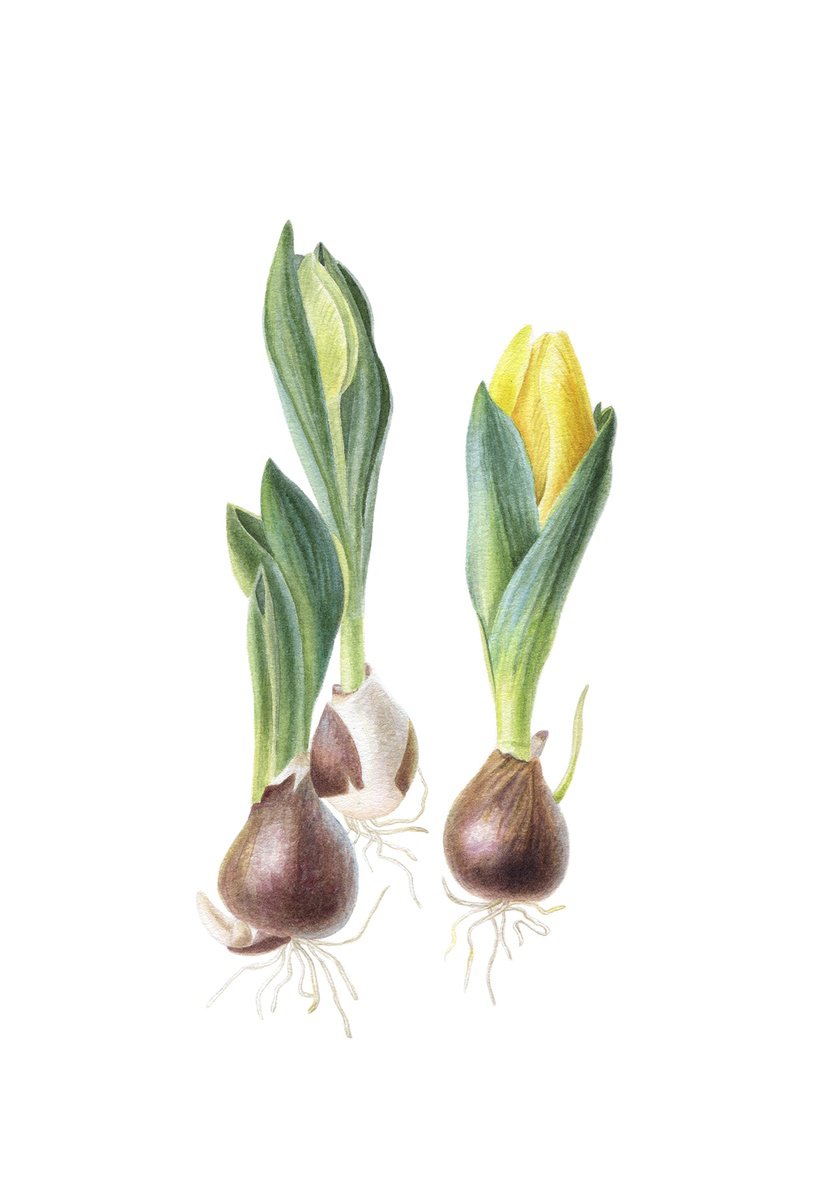 Photorealistic Botanical Watercolour By Maryna Vozniuk, 7 X 11", Yellow Tulips, Original Artwork