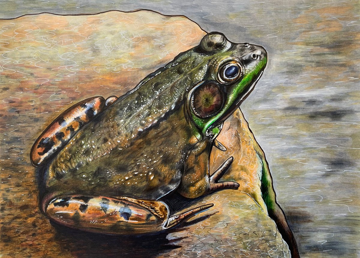 Illustrative Painting , Basking Frog By Karen Elaine Evans, 17 X 12, Artwork For Sale On Artfinder