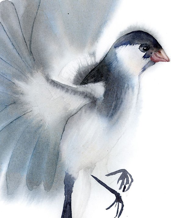 Pin-tailed whydah Bird Original Watercolor Painting