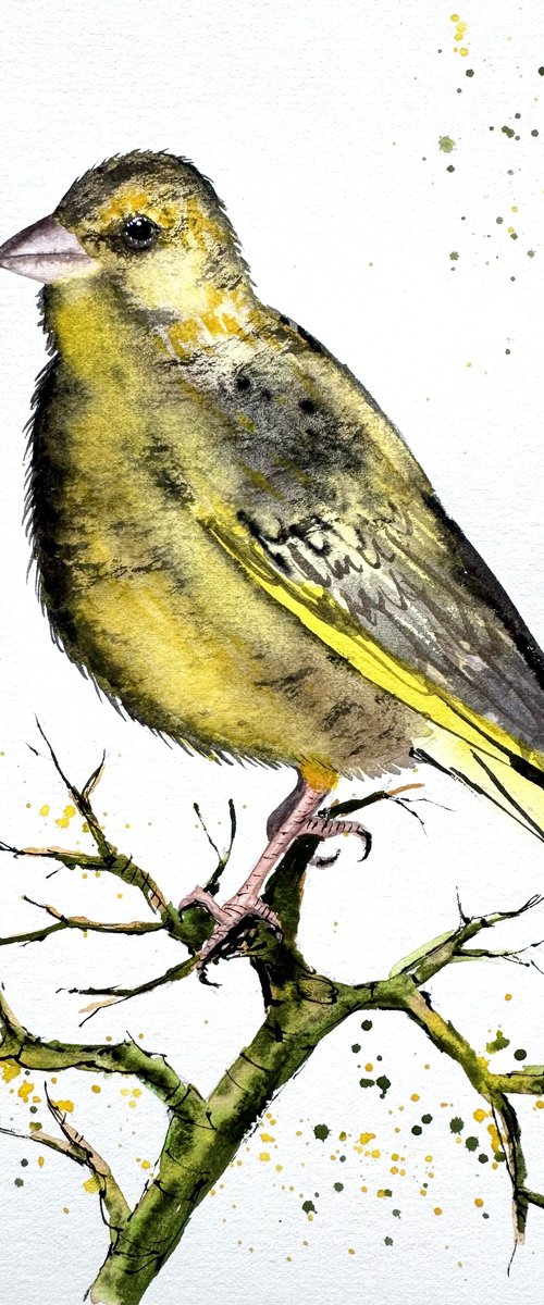 European Greenfinch. Verdone by Yuliia Sharapova