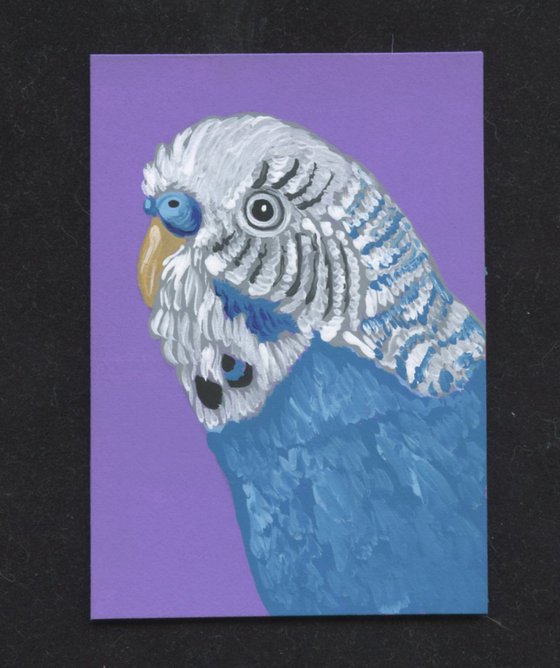 ACEO ATC Original Miniature Painting Parakeet Budgie Bird Pet Art-Carla Smale