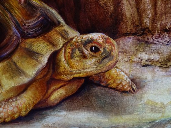 Turtle Spirit