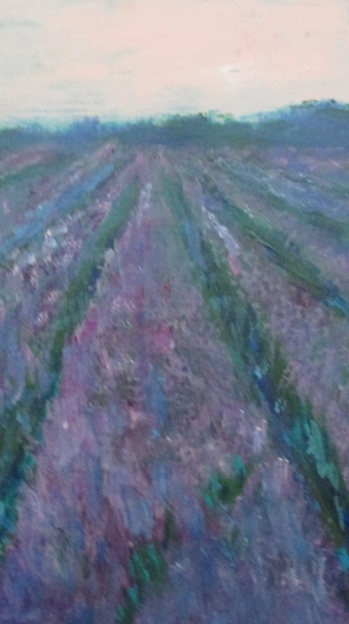 Lavender fields forever by Rosalind Roberts