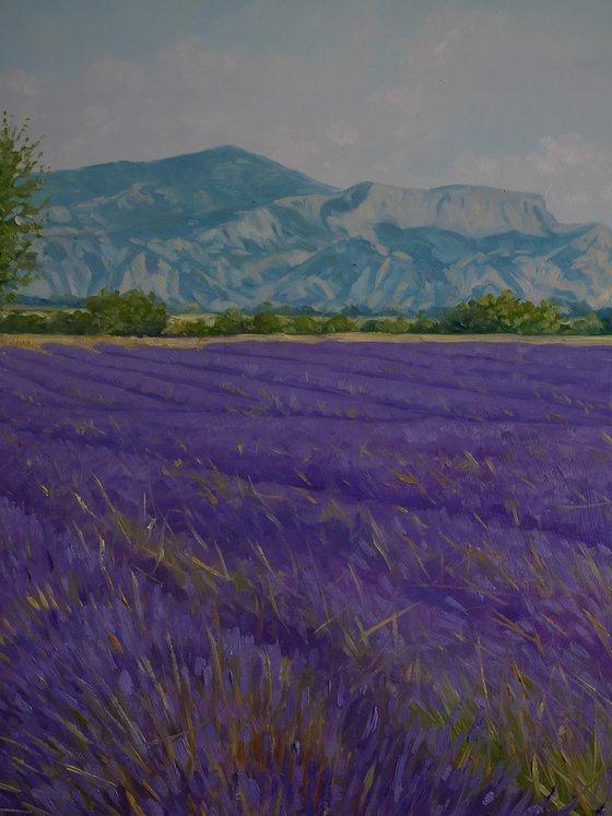 Fields of lavande in Provence