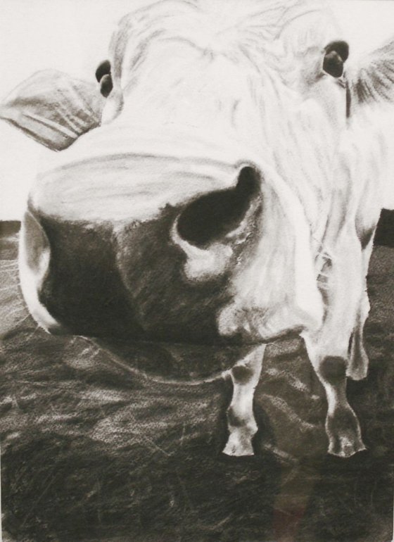 Charcoal Cow